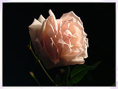 photo "soft beauty..."