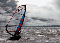 photo "petrel"