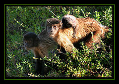 фото "Family"