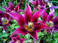 фото "Flower."