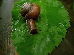photo "snail"