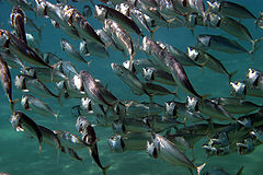 album "RED SEA"