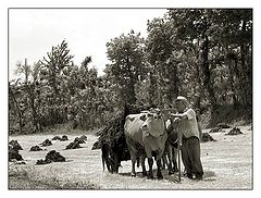 фото "The Old Farmer again"