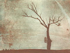фото "Moribund tree"