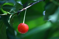 photo "The first Cherry of the year"