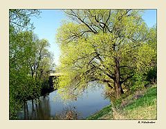 фото "Весенний цвет"