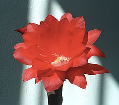 photo "Attractive plastic of stamens.."