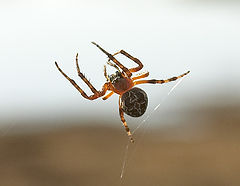 photo "The rope-walker"