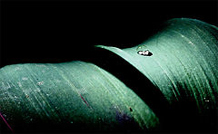 фото "Just a drop!"