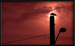 photo "unforgiving skies"