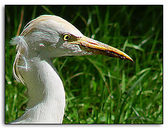 фото "Heron"