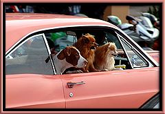 photo "dogday afternoon"