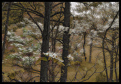 photo "Forest of Imagination"