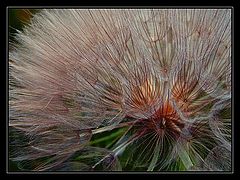 photo "Colours"