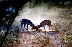 photo "A traffic jam because of two goats :)"