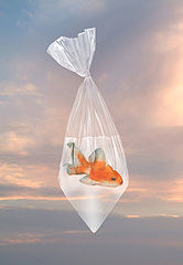 фото "transparencia"