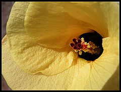 photo "Yellow"