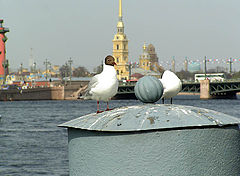 photo "chaiki"