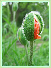 photo "The height of the spring :)"