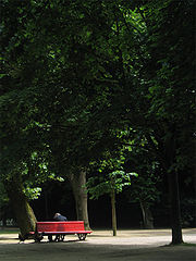 photo "Under the Trees"
