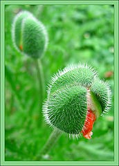 photo "Green & Red"