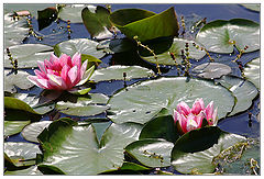photo "Untitled photo"
