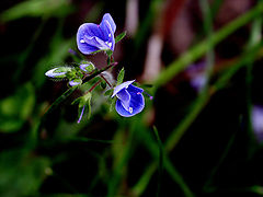 фото "Tiny blue beauties"