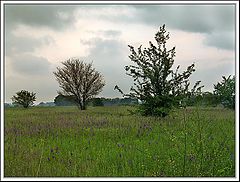 photo "orell #3"