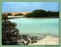 photo "Thrickets of mangras"