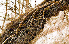 photo "Roots..."