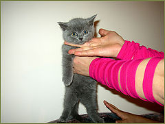 photo "On Interrogation. (Who Eats All Sour Cream?!)"