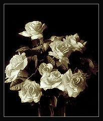 фото "Old roses"