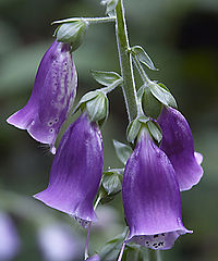 фото "flower"