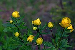 фото "Globeflowers"
