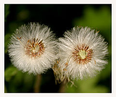 photo "After bloming"