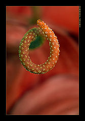 photo "***"
