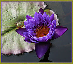 photo "Blue Beauty"