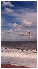 photo "Freedom!"