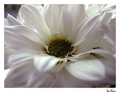 photo "Floweret"