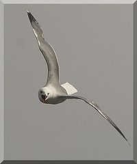 photo "seagul"