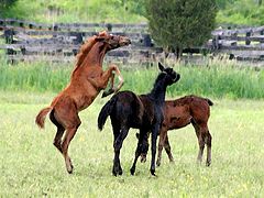 photo "Play Time"