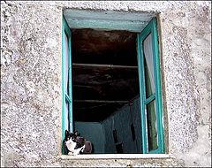 фото "The Cat"