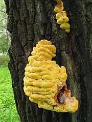 photo "The unidentified form of life"