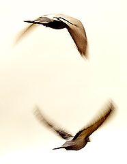 photo "Two Birds"