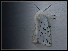 photo "Royal shawl"