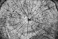 фото "Scattered With Love"