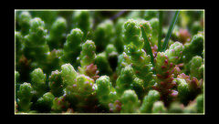 photo "grass"