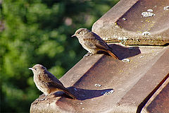 photo "Two Birds"