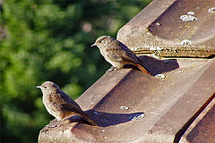 фото "Two Birds"