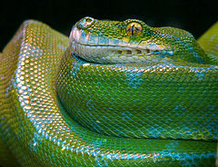 photo "green"